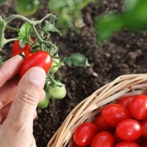 Algerian Tomatoes