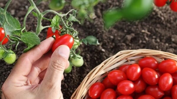 Algerian Tomatoes